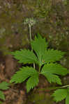 Eastern waterleaf